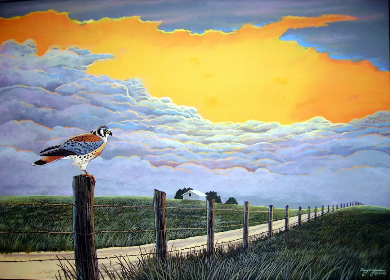 American Kestrel Birds of Prey Print titled " Birds Eye View" DougWalpusArtStudio