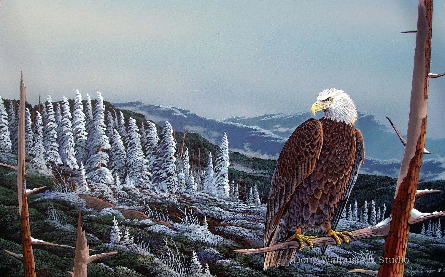 Bald Eagle Acrylic Print titled " Rocky Top" DougWalpusArtStudio