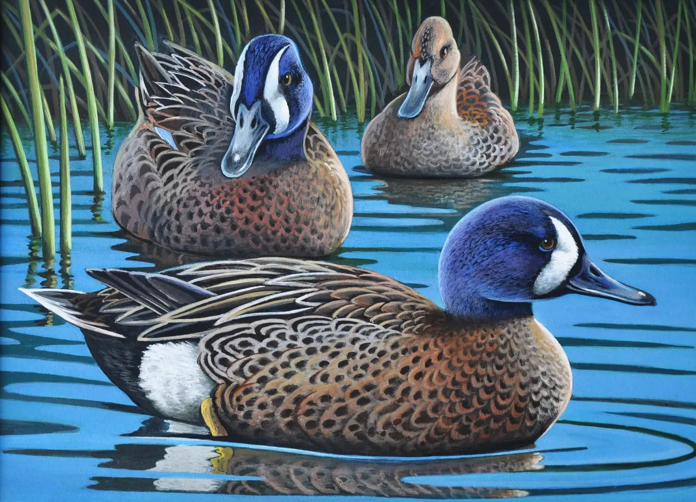 Blue-winged Teal Print "Playing Hard to Get" 11 x 14 DougWalpusArtStudio