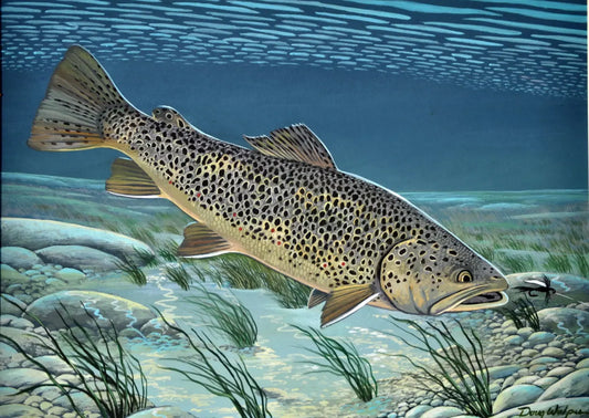 Brown Trout " The Chase" Acrylic Print Limited Edition DougWalpusArtStudio