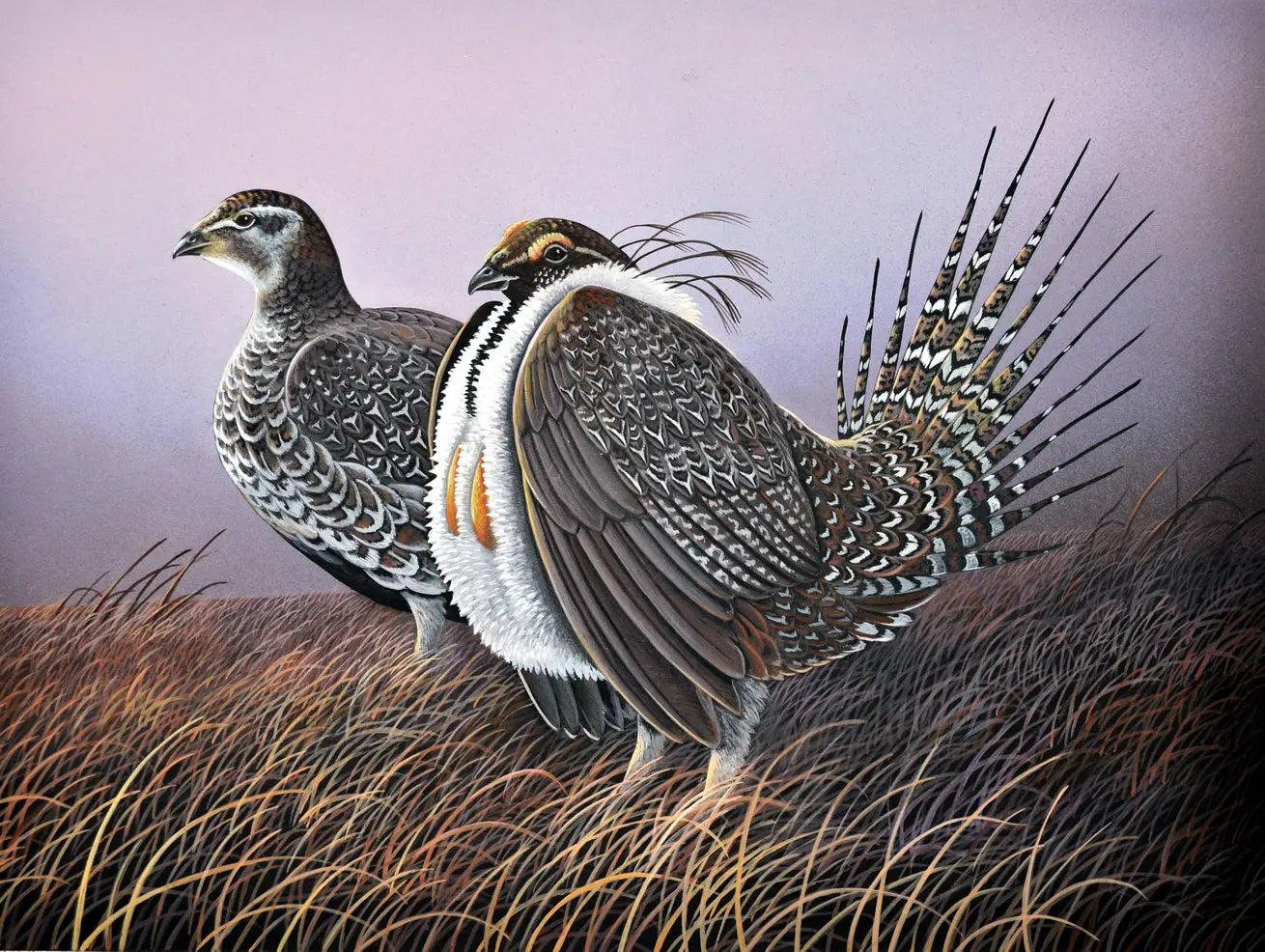 Sage Grouse Print Upland Game Bird DougWalpusArtStudio