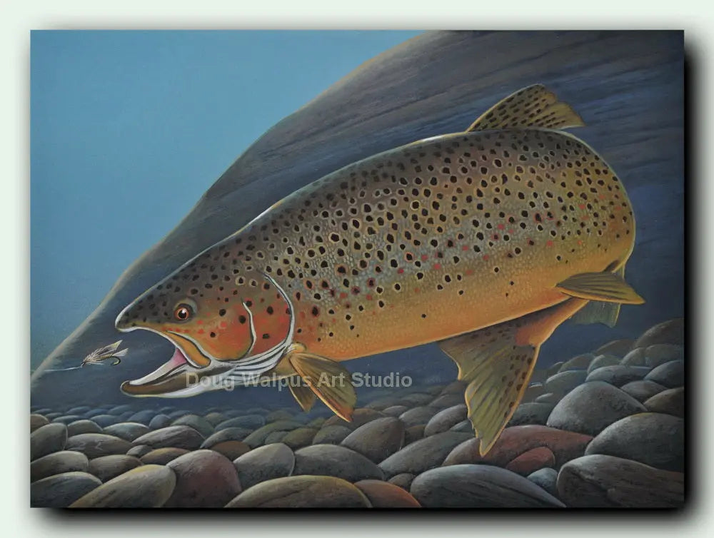 Brown Trout Art Print, 11 x 14 Acrylic Print, Freshwater Fishing