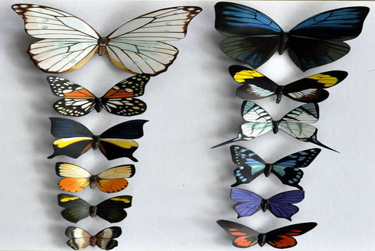Butterfly Magnets DougWalpusArtStudio