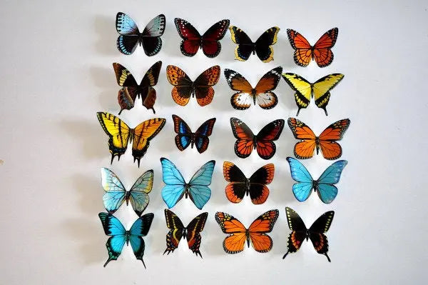 Butterfly Magnets DougWalpusArtStudio