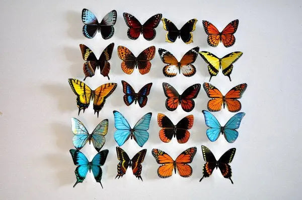 Butterfly Magnets DougWalpusArtStudio