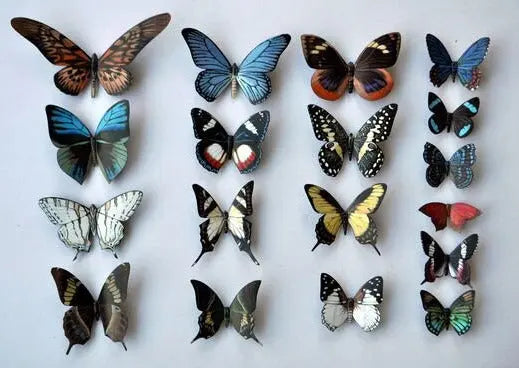 Butterfly Magnets DougWalpusArtStudio
