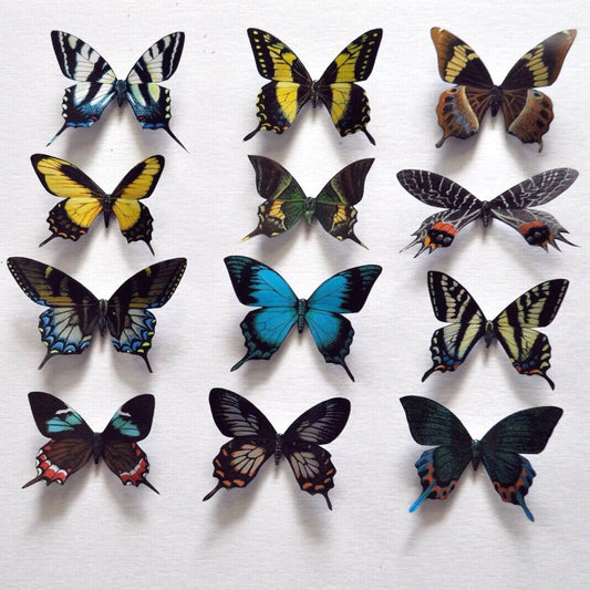 Butterfly Magnets DougWalpusArtStudio