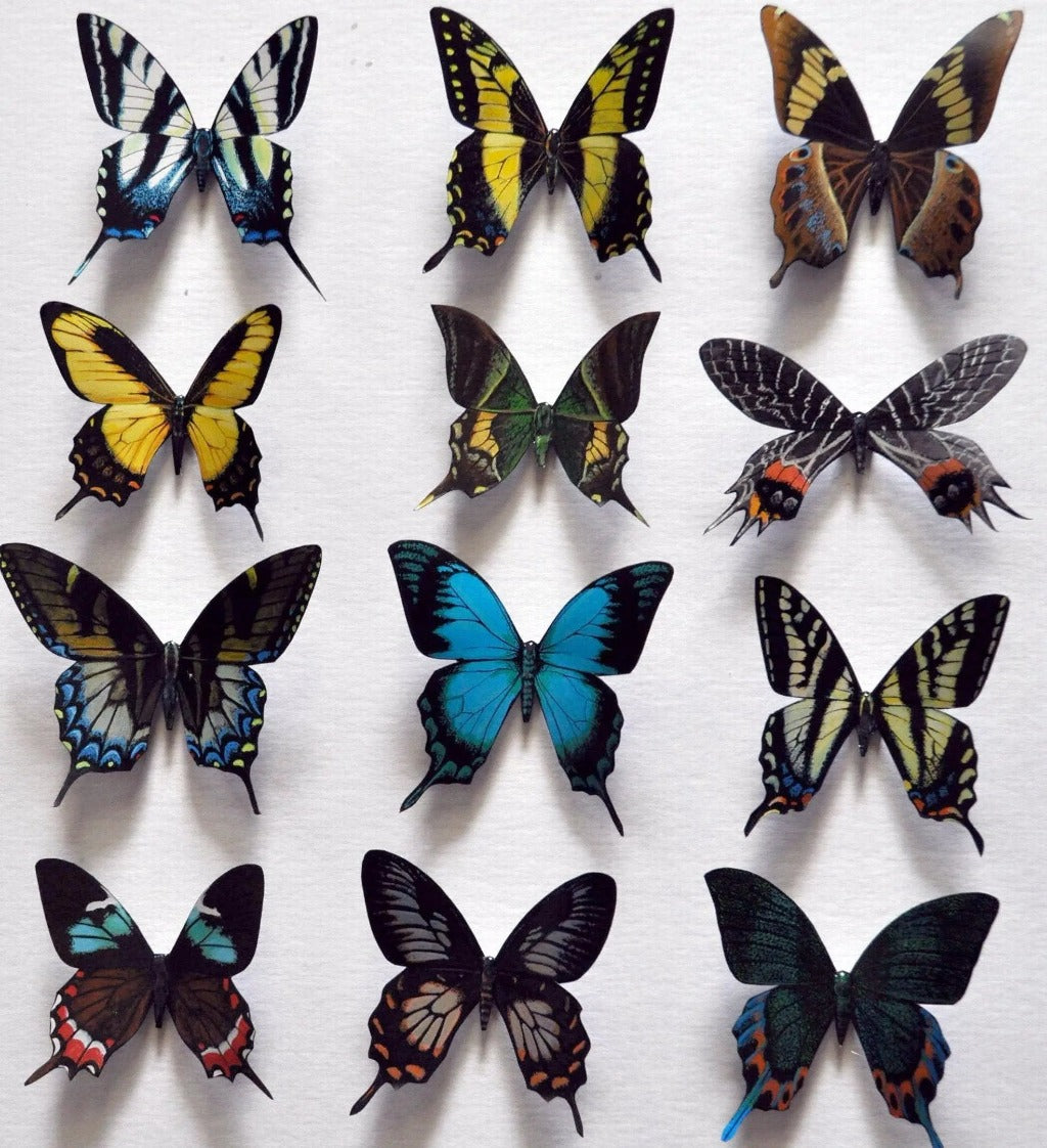 Butterfly Magnets DougWalpusArtStudio