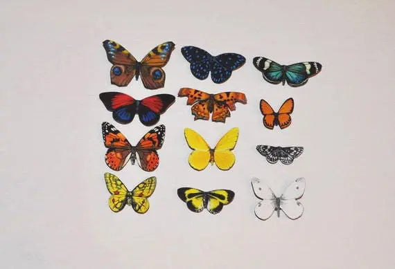 Butterfly Magnets DougWalpusArtStudio