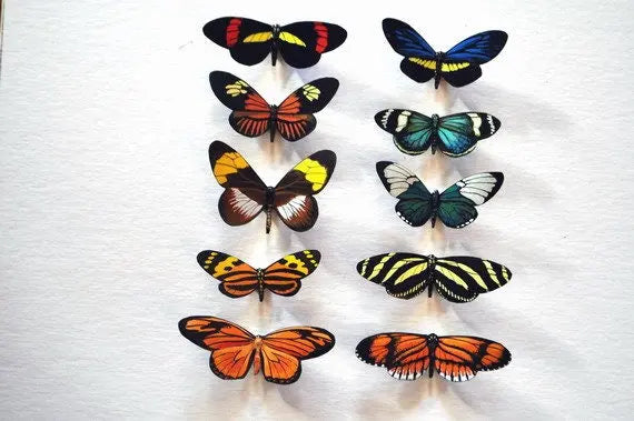 Butterfly Magnets DougWalpusArtStudio