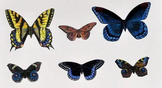 Butterfly Magnets DougWalpusArtStudio