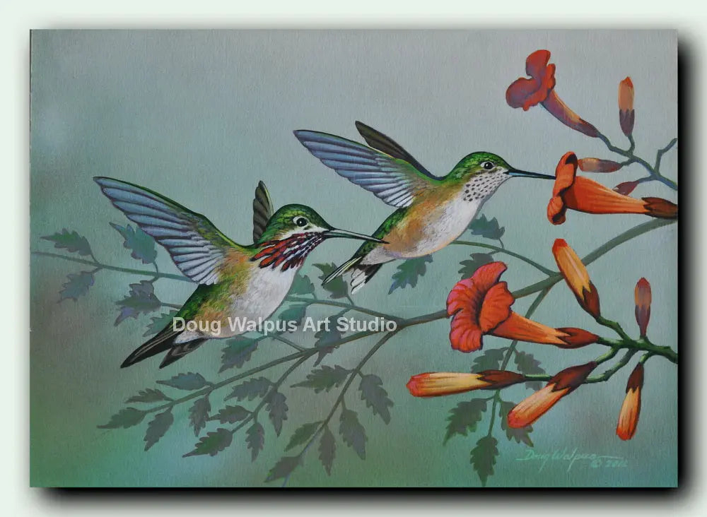 Calliope Hummingbird Bird artist print DougWalpusArtStudio