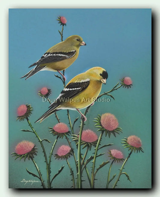 Goldfinch on thistle art print DougWalpusArtStudio
