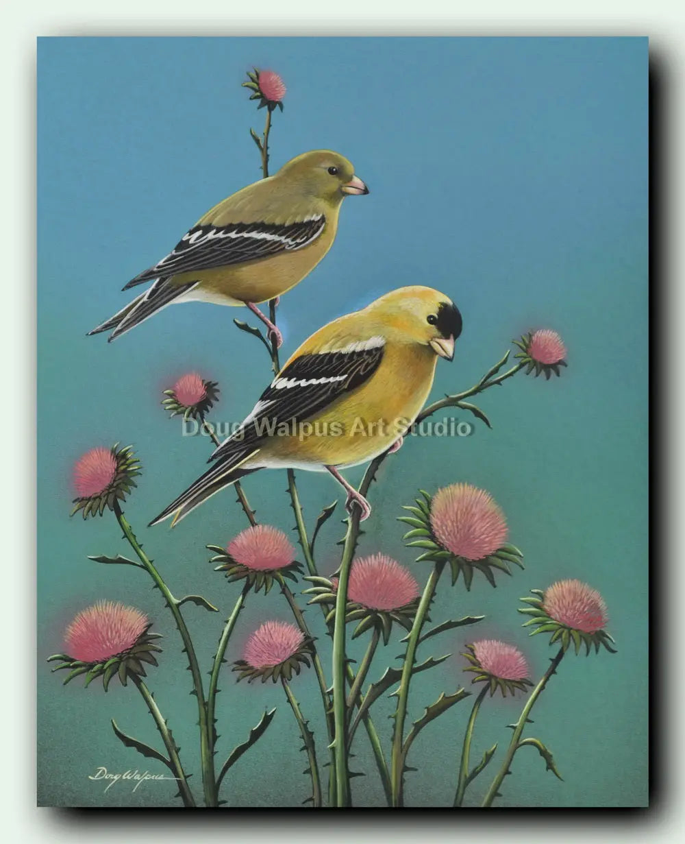Goldfinch on thistle art print DougWalpusArtStudio