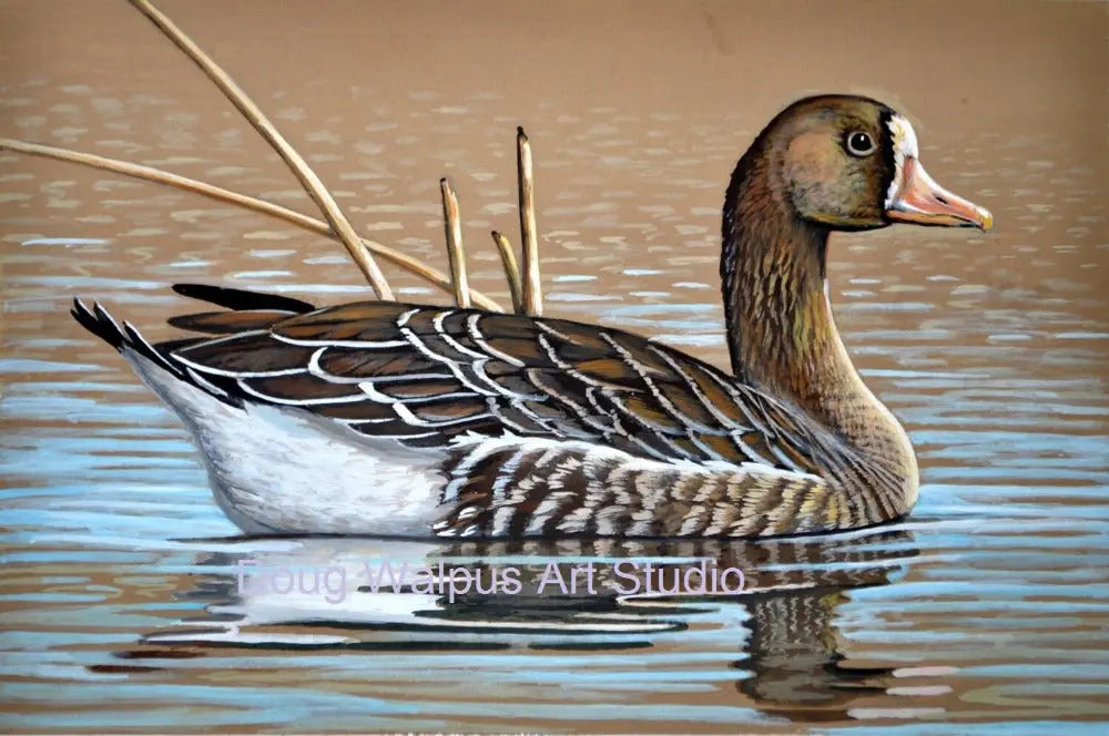 Greater white fronted goose art print DougWalpusArtStudio