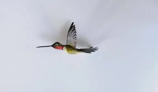 Hummingbird Magnet DougWalpusArtStudio