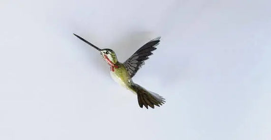 Hummingbird Magnet DougWalpusArtStudio