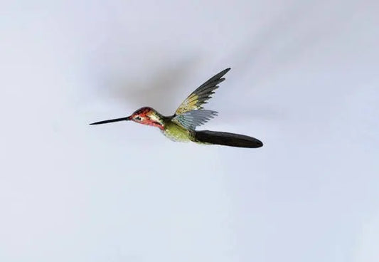 Hummingbird Magnet DougWalpusArtStudio