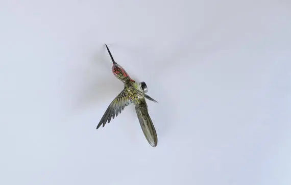 Hummingbird Magnet DougWalpusArtStudio