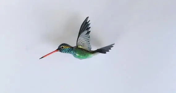 Hummingbird Magnet DougWalpusArtStudio