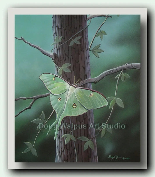 Luna moth art print DougWalpusArtStudio