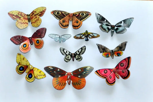 Moth Magnets DougWalpusArtStudio