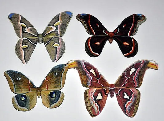 Moth Magnets DougWalpusArtStudio