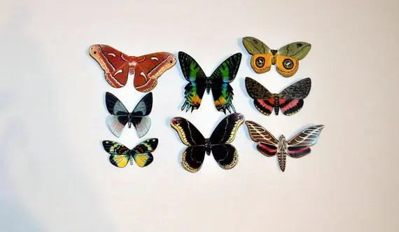 Moth Magnets DougWalpusArtStudio
