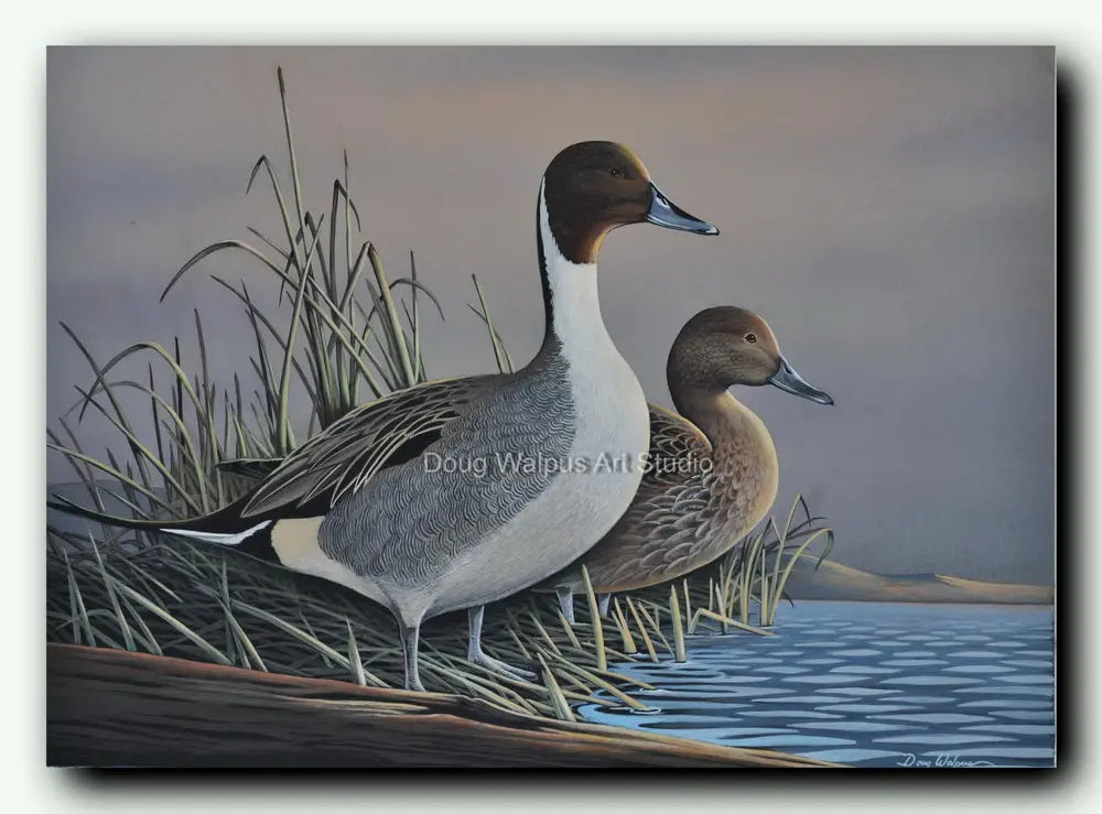 Pintail Duck art print DougWalpusArtStudio