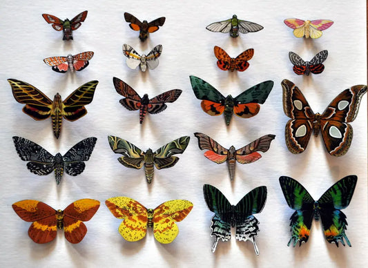 Refrigerator Magnets, Moth Magnets Set of 19 DougWalpusArtStudio
