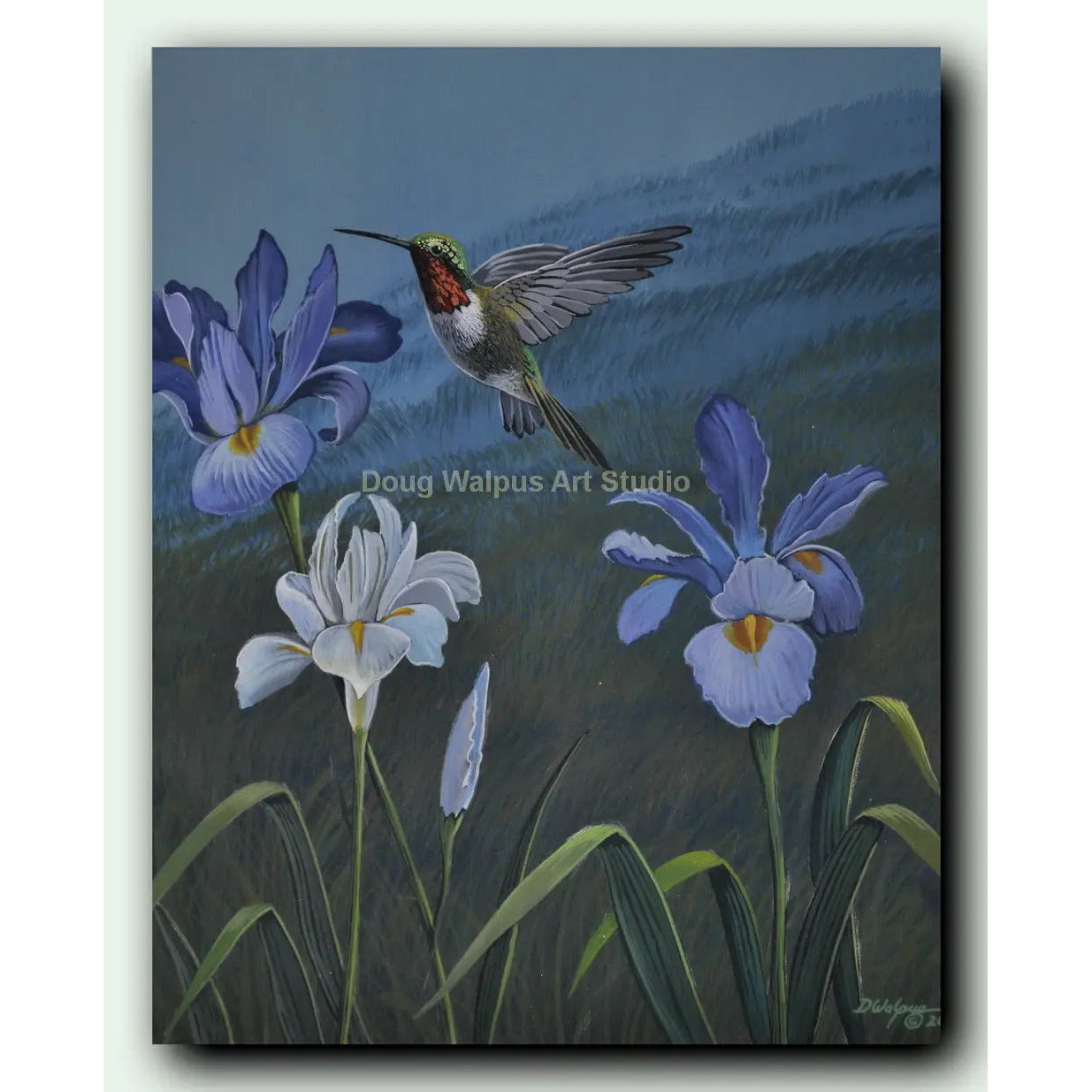 Ruby throated hummingbird art print DougWalpusArtStudio