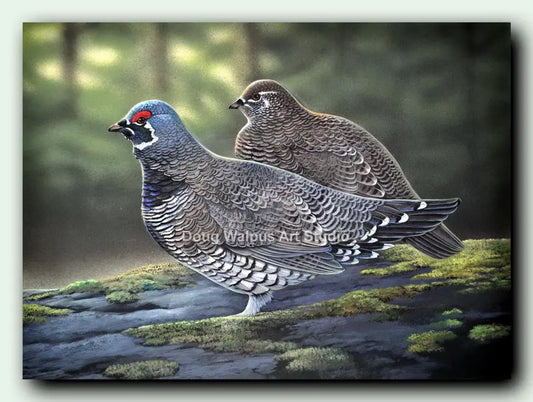 Spruce Grouse upland game bird art print DougWalpusArtStudio