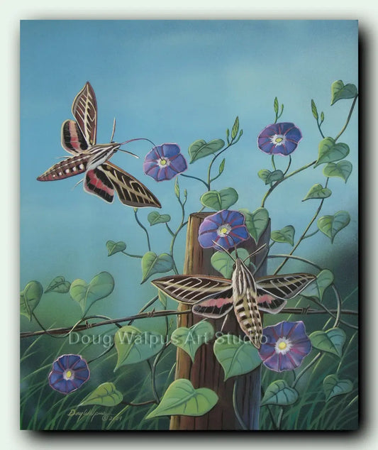 White-lined Sphinx Hawk Moth art print DougWalpusArtStudio