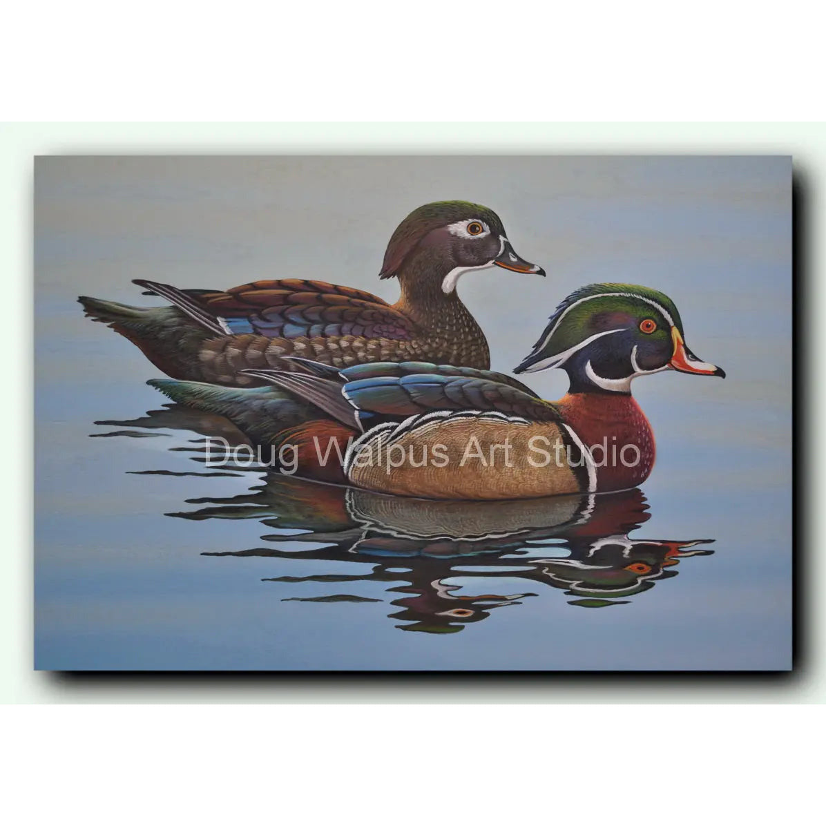 Wood Duck art print DougWalpusArtStudio
