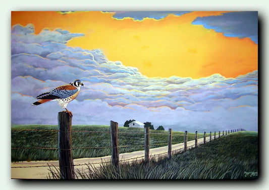 American Kestrel Birds of Prey Print titled " Birds Eye View" DougWalpusArtStudio