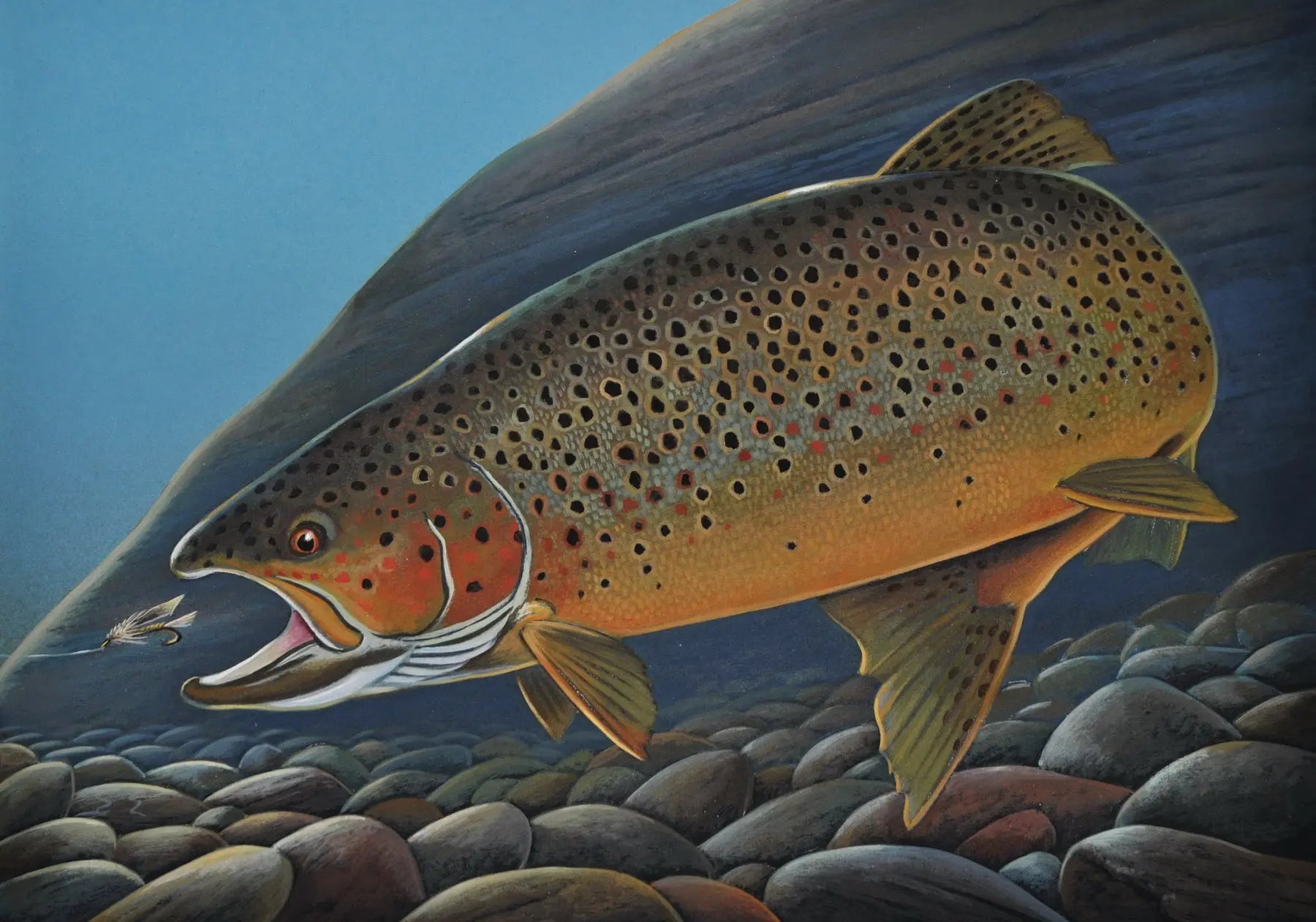 Brown Trout (original watercolor) fish art, trout painting, fish wall art, matted watercolor, freshwater cheapest fish painting.