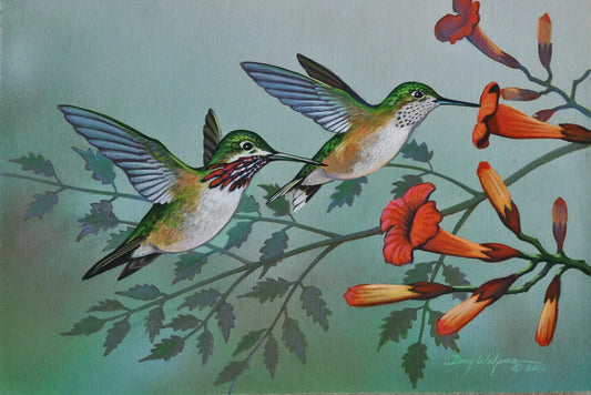 Calliope Hummingbird Bird art print titled "Trumpet Masters" DougWalpusArtStudio
