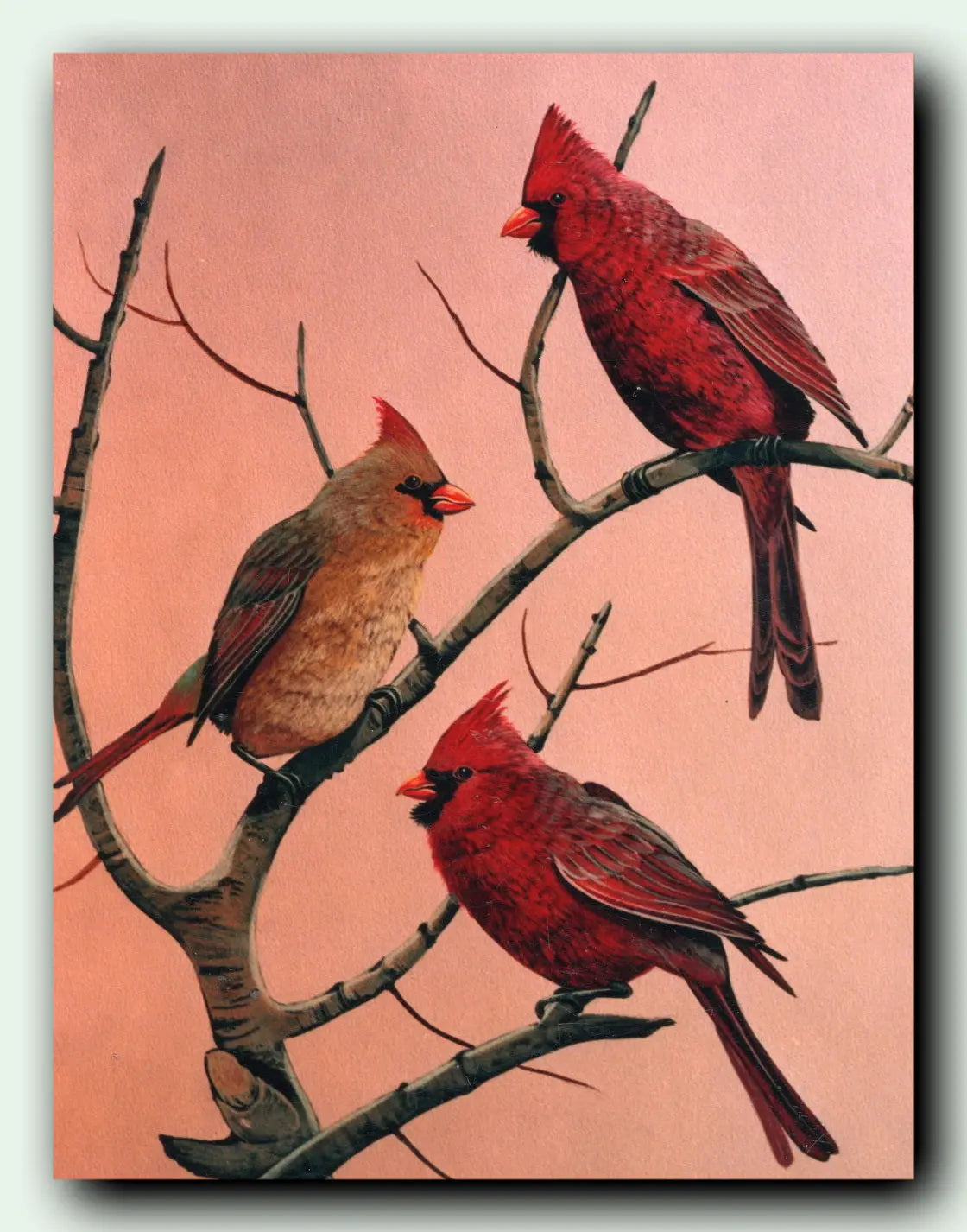 Cardinal Birds Art Print Acrylic Open Edition Red Birds 11 x 14 DougWalpusArtStudio