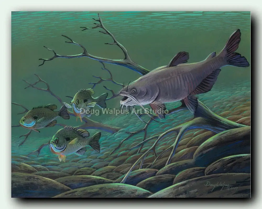 Catfish chasing bluegill art print DougWalpusArtStudio