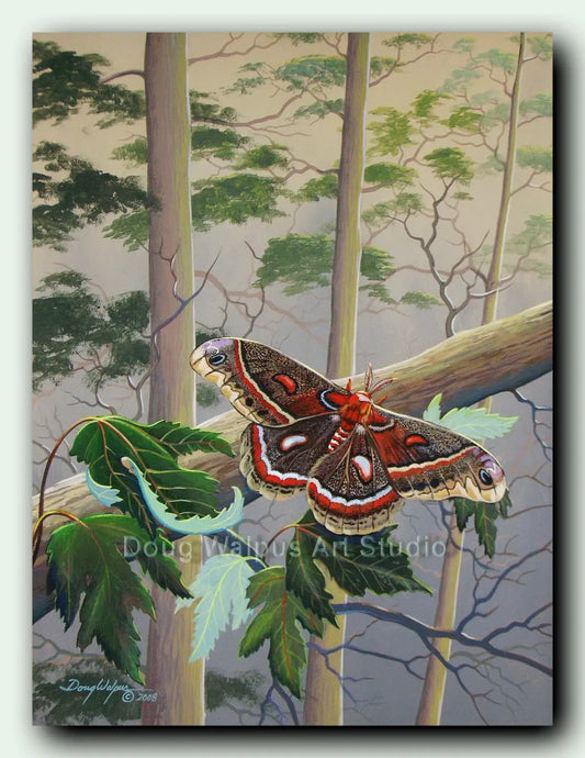 Cecropia moth art print DougWalpusArtStudio