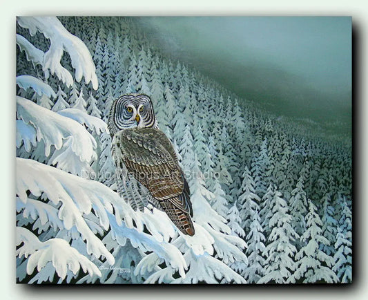 Great gray owl art print DougWalpusArtStudio