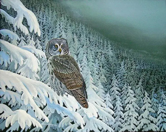 Great gray owl art print DougWalpusArtStudio