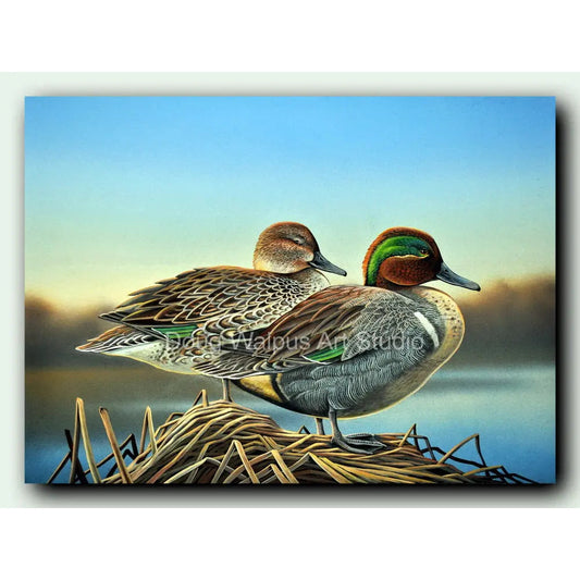 Green-winged teal duck art print DougWalpusArtStudio