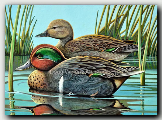 Green winged-teal duck art print DougWalpusArtStudio