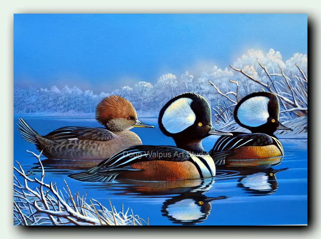 Hooded merganser art print DougWalpusArtStudio