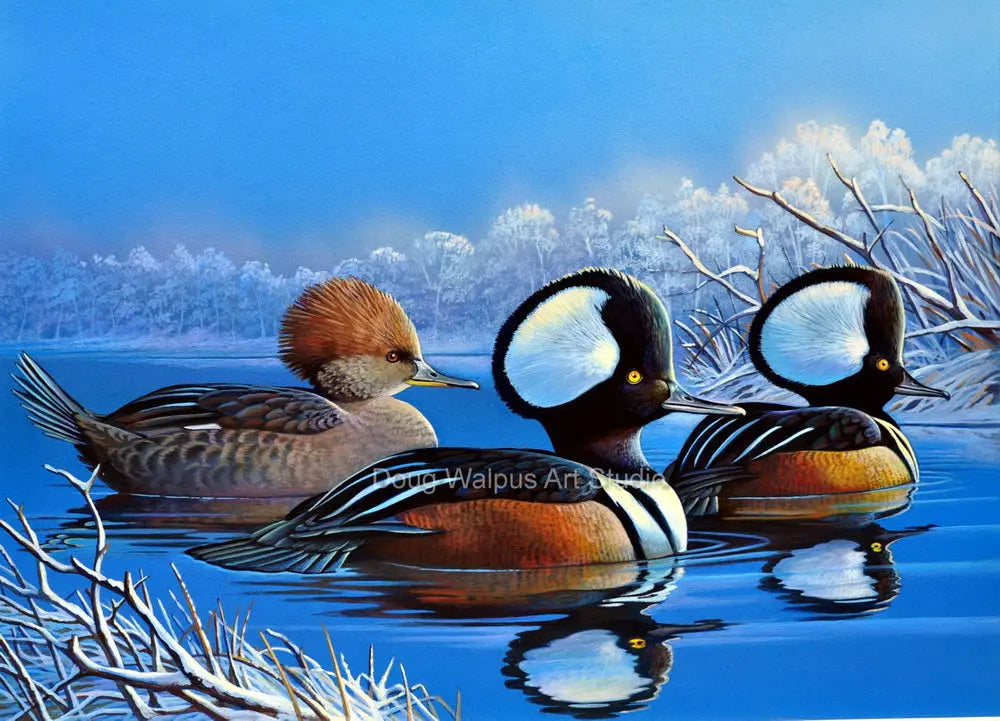 Hooded merganser art print DougWalpusArtStudio