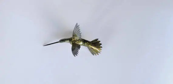Hummingbird Magnet DougWalpusArtStudio
