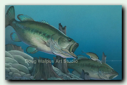 Largemouth bass fish art print DougWalpusArtStudio
