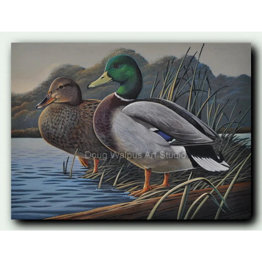 Mallard duck art print DougWalpusArtStudio