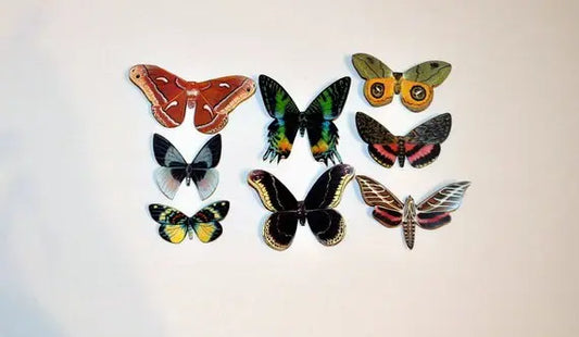 Moth Magnets DougWalpusArtStudio